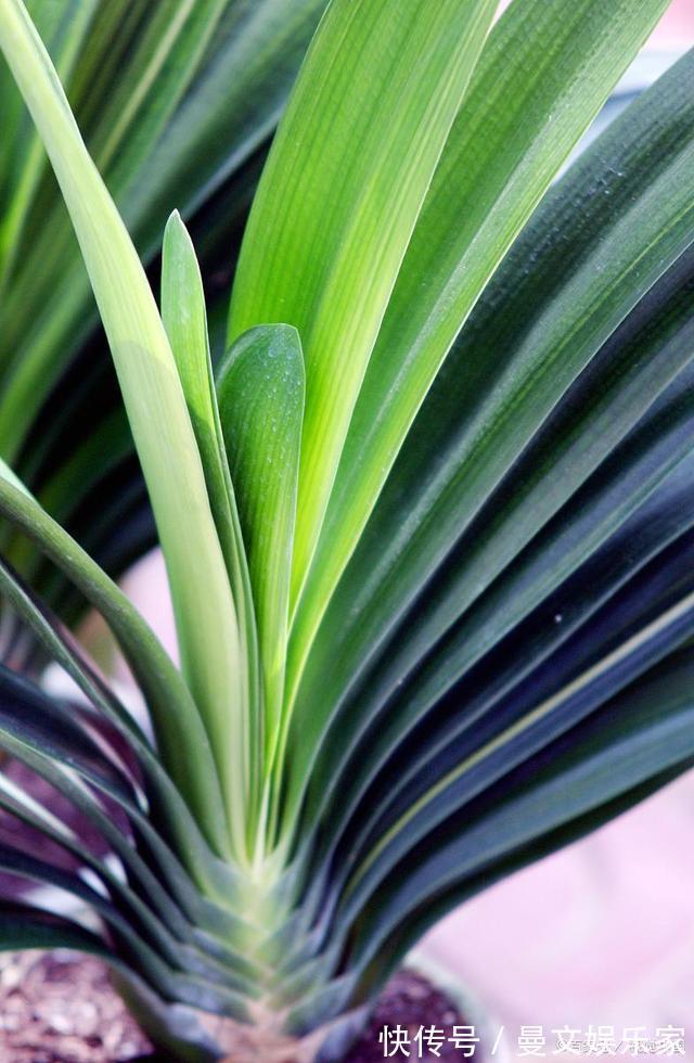 花芽|做好“2件事”,君子兰“根壮”,新叶多,年年开“爆盆”