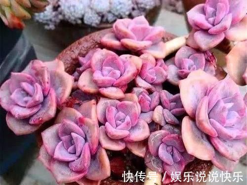 精致版|多肉彩虹糖,精致版的紫乐,容易上色喜欢群生,新手也可以放心养