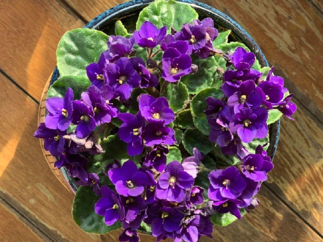 长寿花|9月后就养这些花,比绿萝好养,疯狂开花到明年!