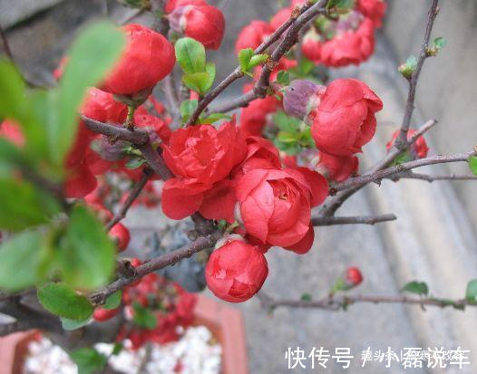 中国传统文化|喜欢菊花,不如养盆“开花机器”红梅,四季如春,甜蜜轻柔
