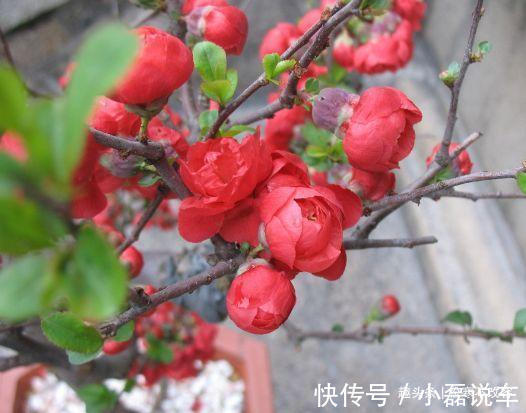 中国传统文化|喜欢菊花，不如养盆“开花机器”红梅，四季如春，甜蜜轻柔