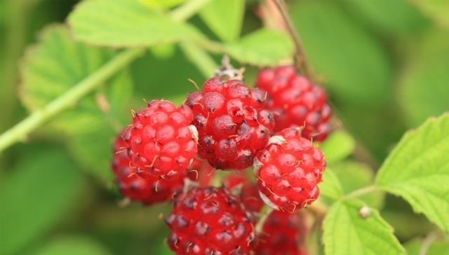 成熟|农村才有的奇特美味野果,吃过十种以上算你牛,城里人见得少