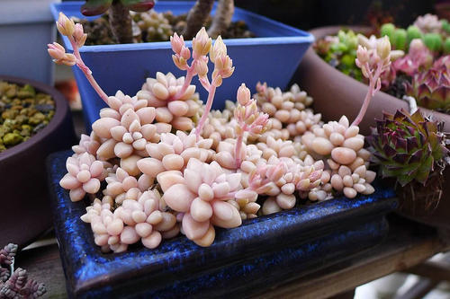 5种“多肉”能从花盆里“流出来”,养在院子里不管“就爆盆”