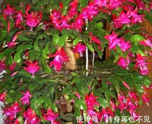 秋季|秋季蟹爪兰花期浇水就死?掌握3个浇水窍门,盆底排水流畅是关键