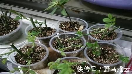 阳台|学会这9个扦插绝招,插啥活啥,蹭蹭长出大白根,阳台多的放不下