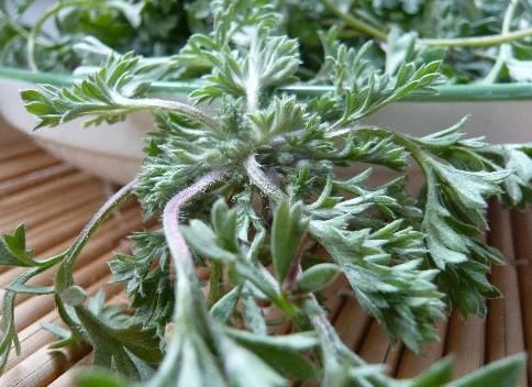 金钱草|胆结石一定要做手术？先看“5种”自然治疗方法