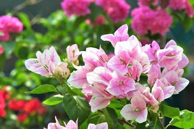 补充水分|这花名叫“百变小樱”,开起花来“不管不顾”,叶子都不长了!