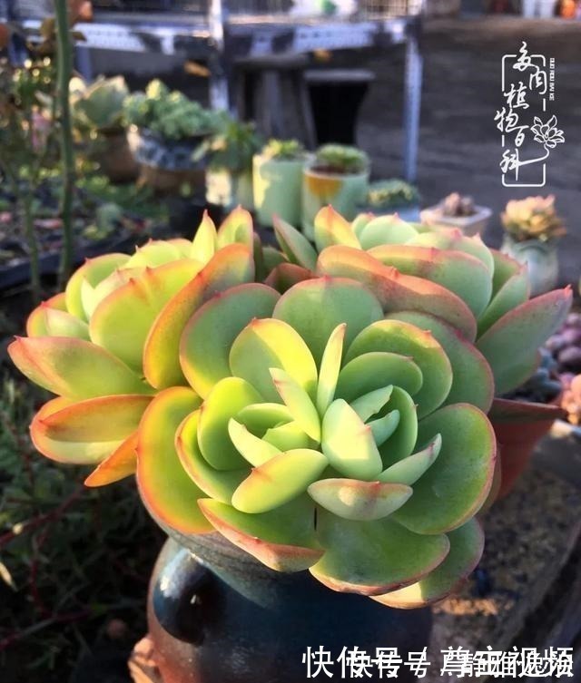 静夜|养多肉三年多,初见惊鸿!累并快乐着!养多肉三年多,初见惊鸿!累并快乐着!