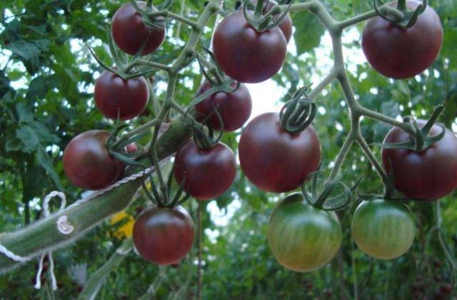 阳台种盆菜,比花还好看,结果还能吃,别提多美了