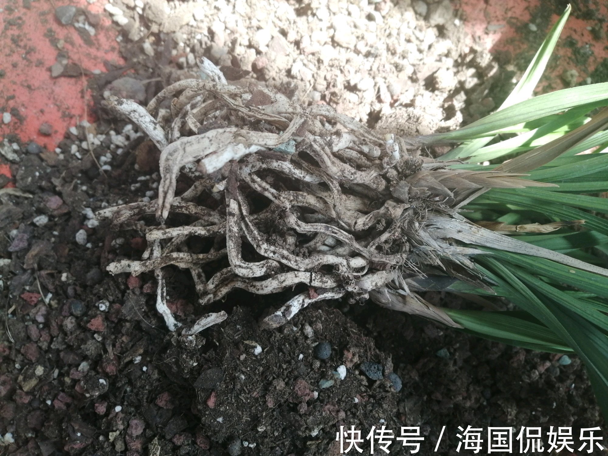 秋老虎|秋老虎天气你会给兰花浇水吗一不小心兰花就空根,半截水是祸端