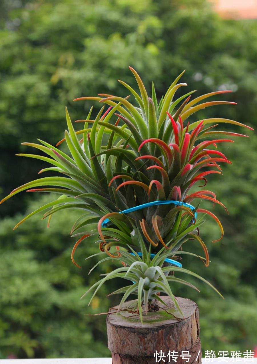 盘点5种小众网红花,好看又有特点,值得入手