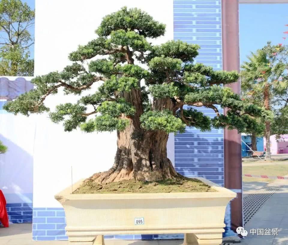 植株|这两种盆景能当传家宝,被爱好者当“心头肉”