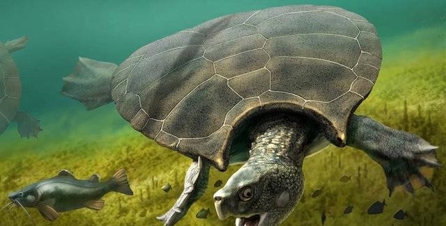 防御力#神话中的载人巨龟被发现,长5米重6吨,《西游记》没有骗人