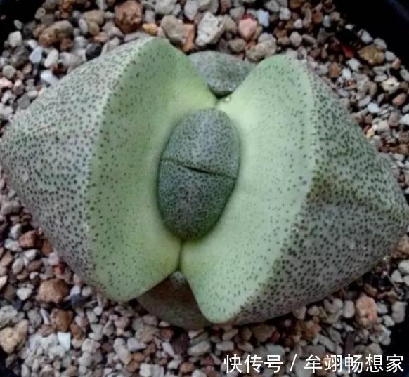 多肉植物叶片动不动就发软,该怎么办仔细水、肥供给就够了