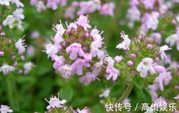 喜欢养花,就养这4款,繁殖快,花色艳,是盆栽佳品