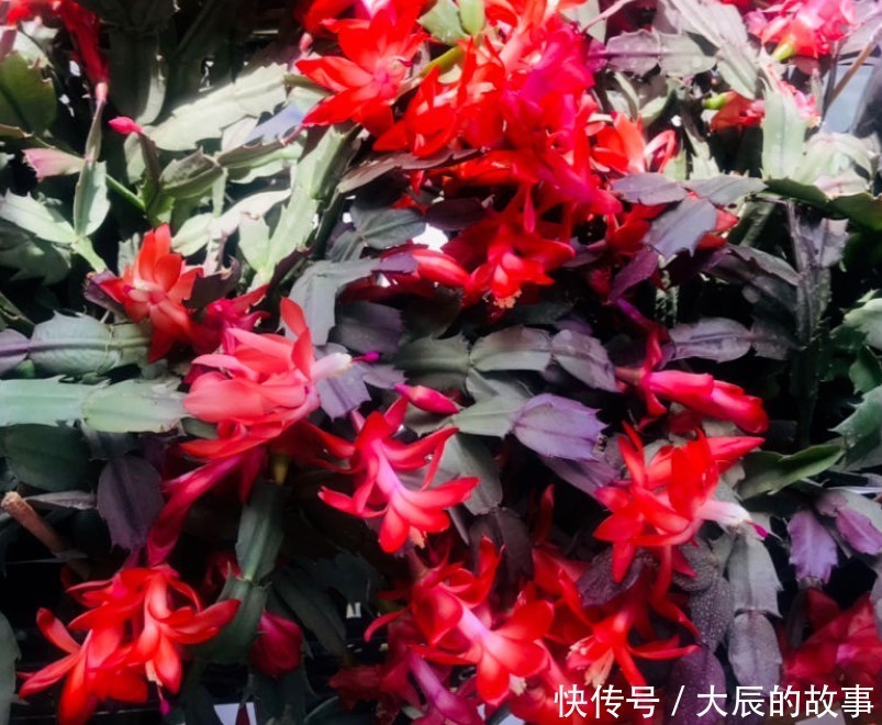 蟹爪兰|这两种花夏季千万不要购买回家,入夏就会休眠,非常难养活