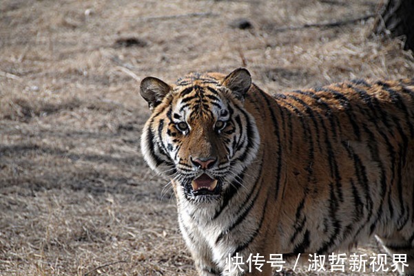 虎年|生肖虎的人，名字里有什么“字”一生锦衣玉食、衣食无忧！