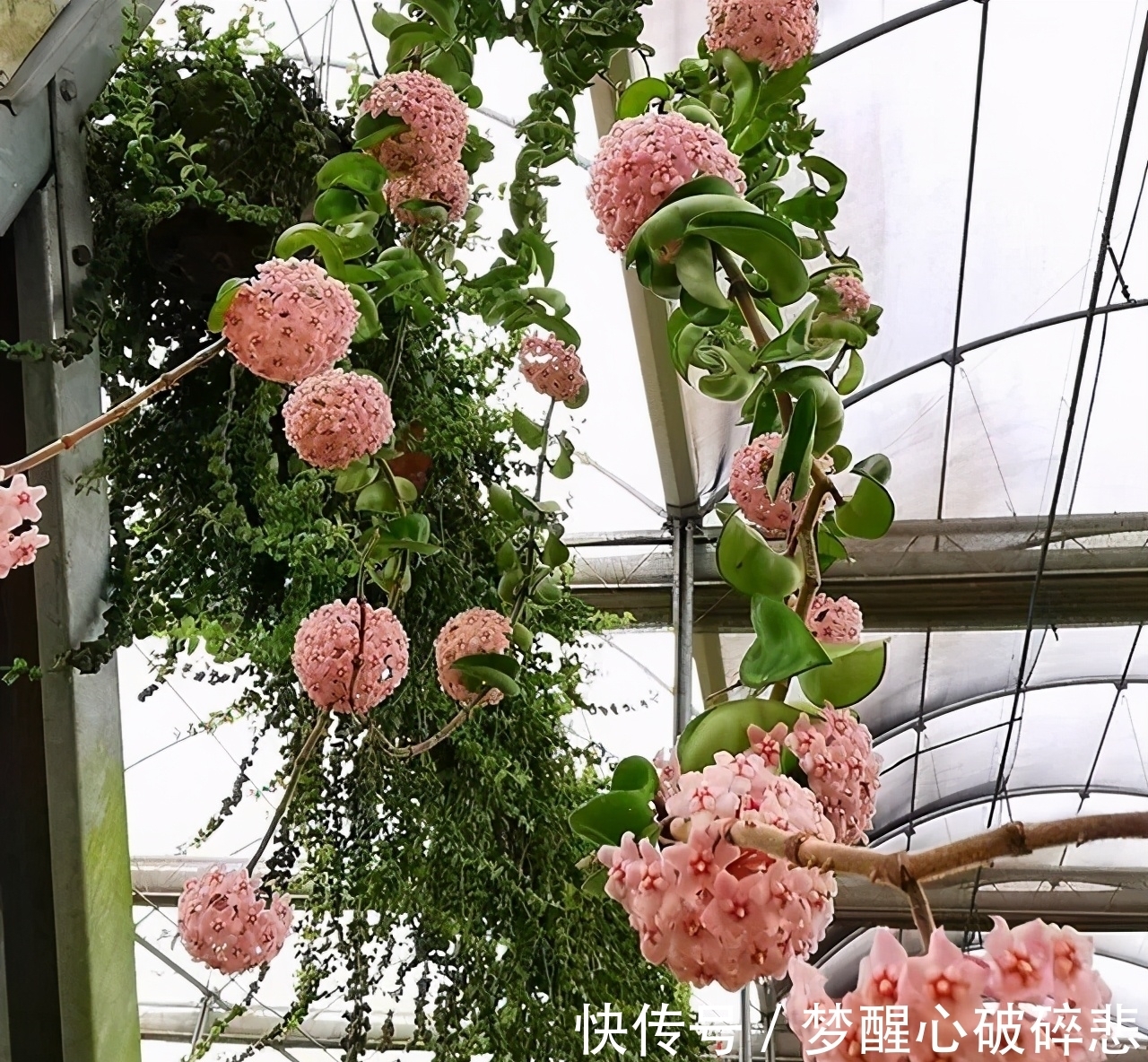 比蜜汁甜,比兰花香,家里养盆花,花球一串串,五彩斑斓像窗帘