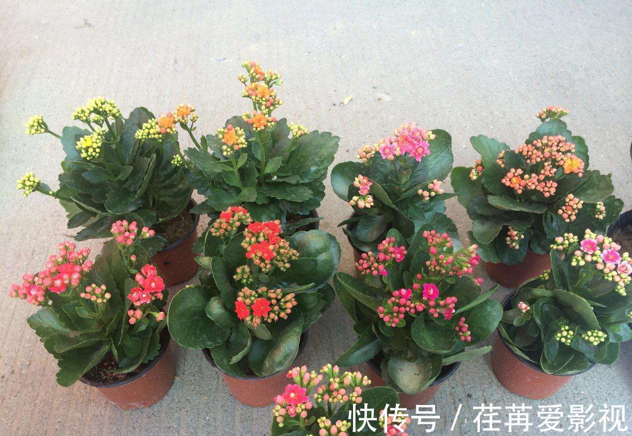 长寿花怎么养才开花,长寿花的养殖方法和诀窍你看了吗