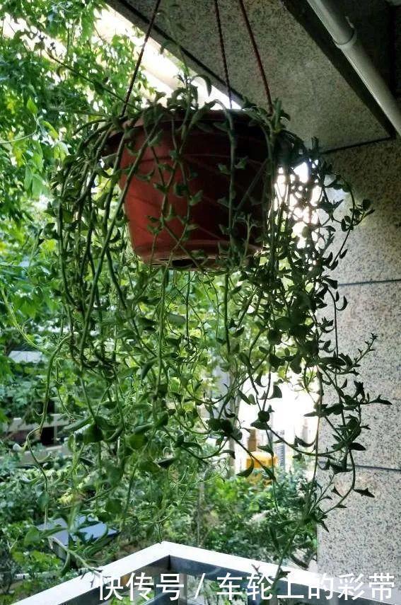 吊兰长满小金鱼，养上5年，越养越上瘾！