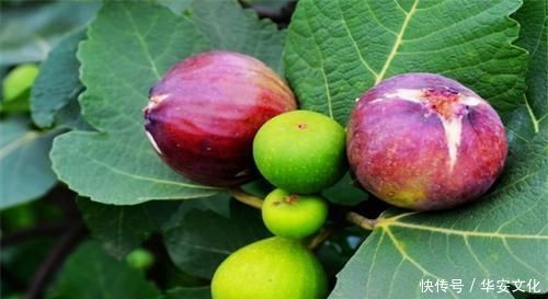 排毒|聪明的女性多吃三种食物,排毒消脂,补血养颜,更显年轻!