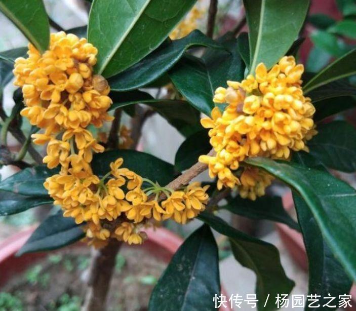 适合新手养护的几款花卉，堪称劳模，花期超长绚丽多彩