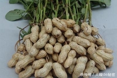 危险因素|吃花生有7大好处,但你清楚它有什么注意事项吗?一起来看看吧!