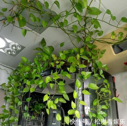 肥料|绿萝叶子发黄跟爷爷“学1招”，7天油绿起来，叶片巴掌大！