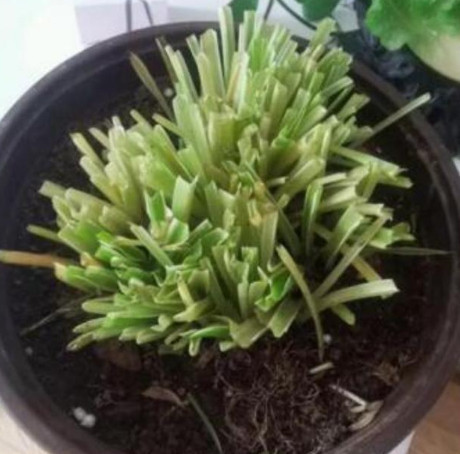 虐待|养吊兰别宠着，舍得“虐待”，咔嚓剪一刀，新芽噌噌冒，长成瀑布