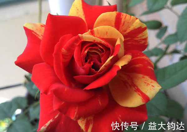 娇美|3种花近乎完美,超级漂亮,开花勤快,好养易管理,室内盆栽也可以