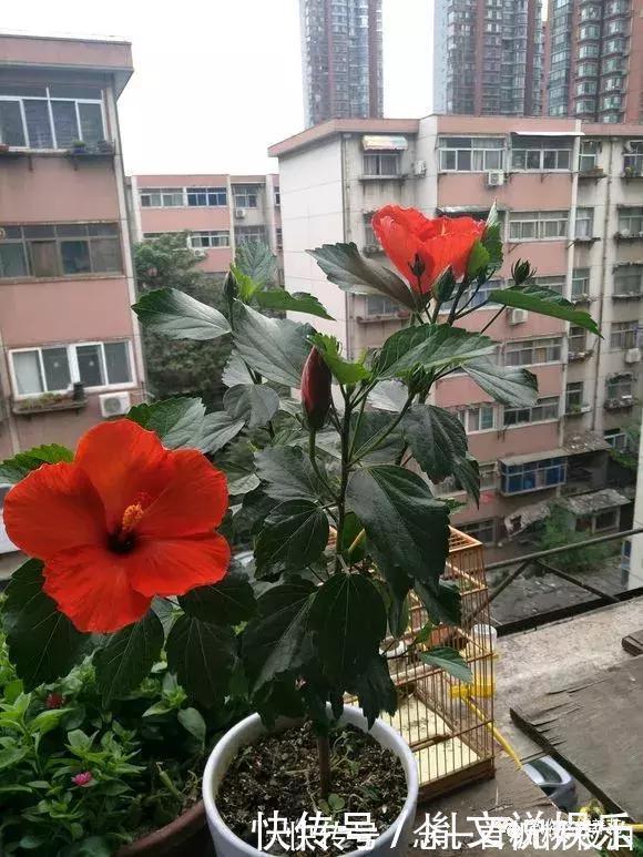 扶桑|1种花一开就是300多天，好养又漂亮，新手懒人都能养！