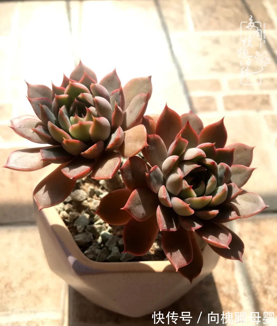 一种爱好就是一种境界,养花养多肉可以培养一个人的心境!