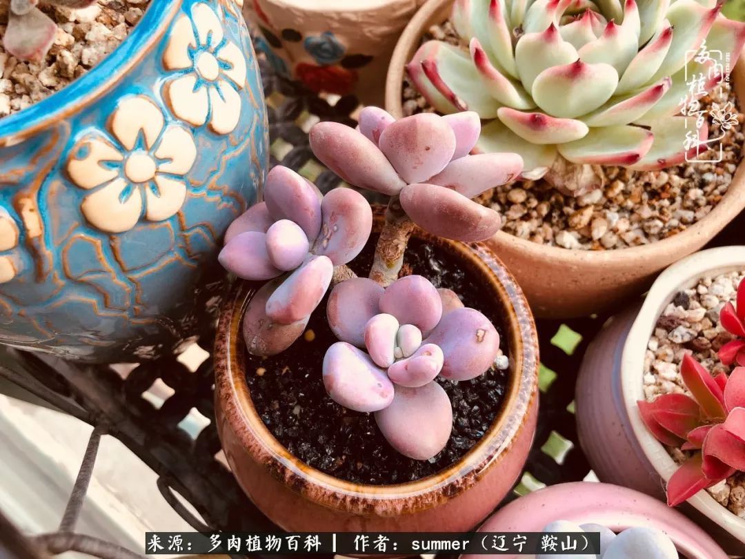 活着即是王道！我和我大东北的多肉们！