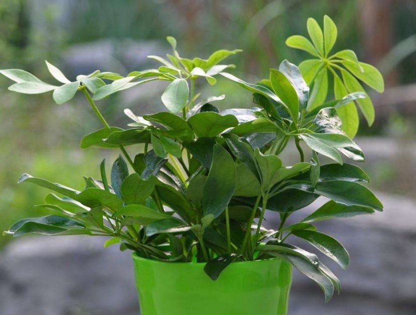 家养鸭掌木，注意这“4点”，长势旺盛，叶片常青，新芽萌发快