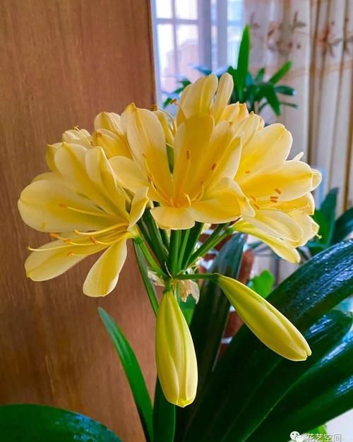 家养君子兰，用2种粉末、3种水，半年不用施肥，照样长得旺！