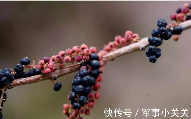 剧毒|在乡野分布有5种野果,全都含有“剧毒”,遇到千万不要采摘误食