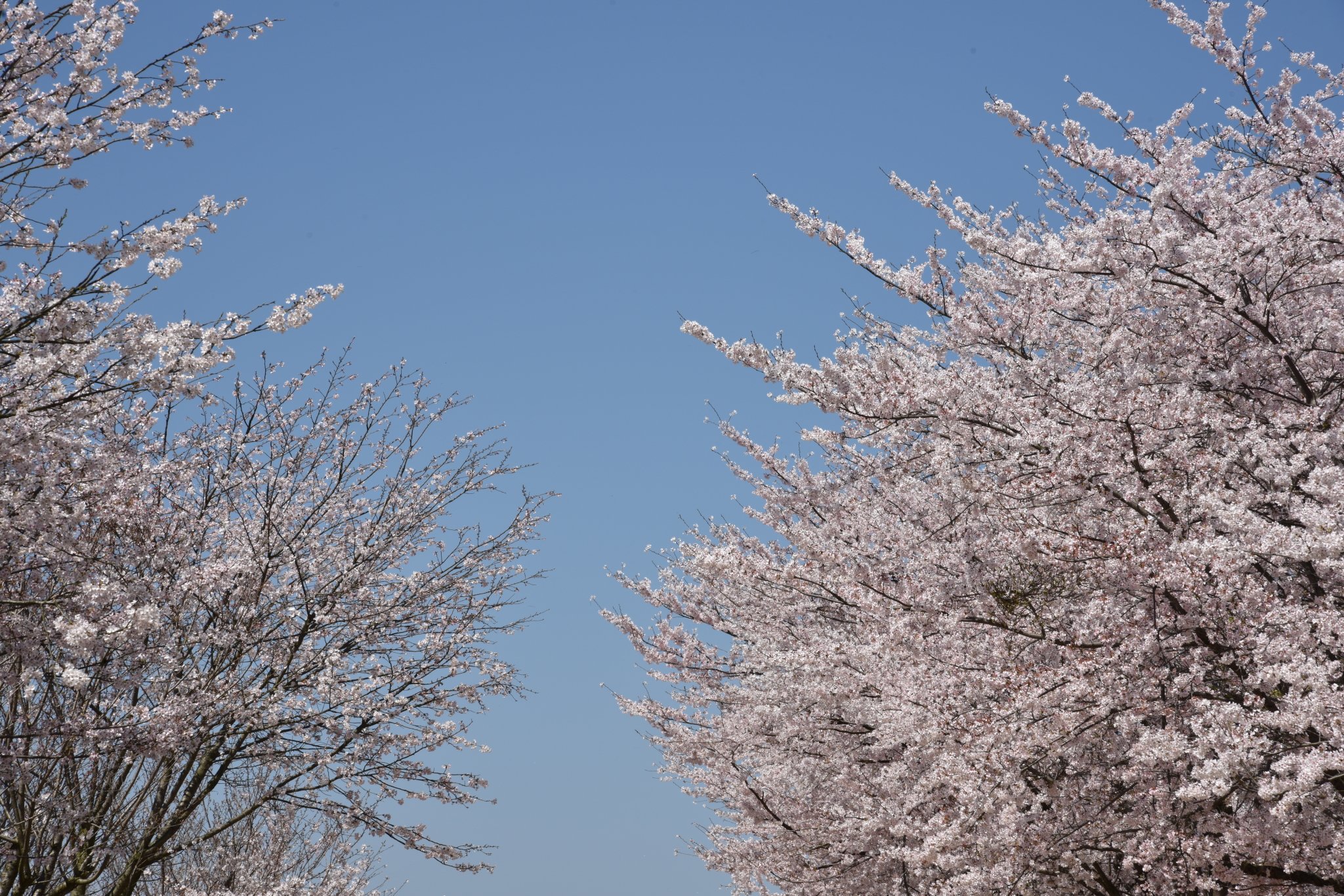 平坝樱花海，惊艳又浪漫