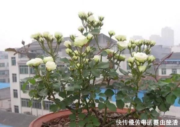 枝条|家庭月季花“剪枝”有窍门,定期修剪枝条,开花才会越开越多!