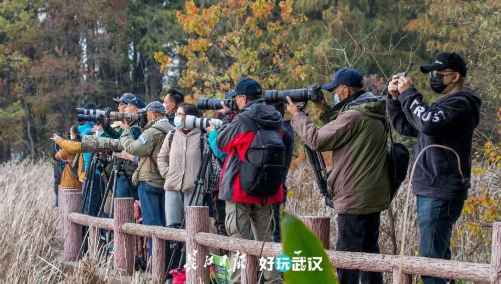 观鸟|在他们的镜头里，我才知道东湖的鸟都是“白富美”