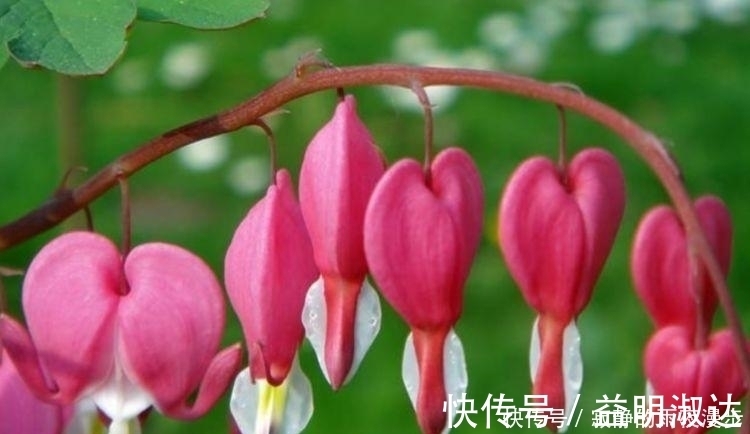 虎皮兰|开花最香的3种花，家里养一盆，花开不断，还能旺财！