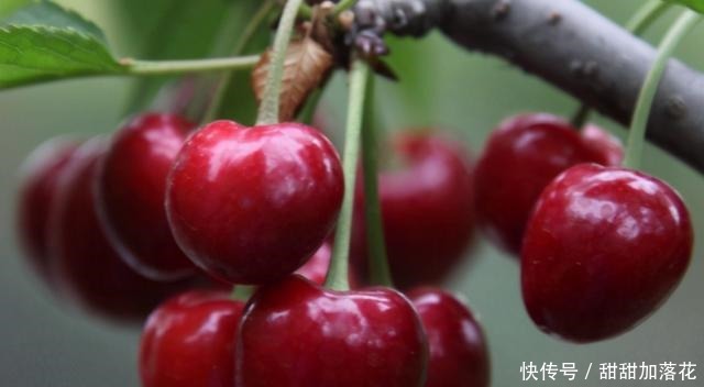 樱桃|夏天,这4种碱性水果要常吃,营养好吃还消暑,别不舍得买!