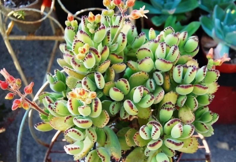 爪子|多肉植物红爪子，盆栽牢记3点，长得毛绒绒，肥美厚实