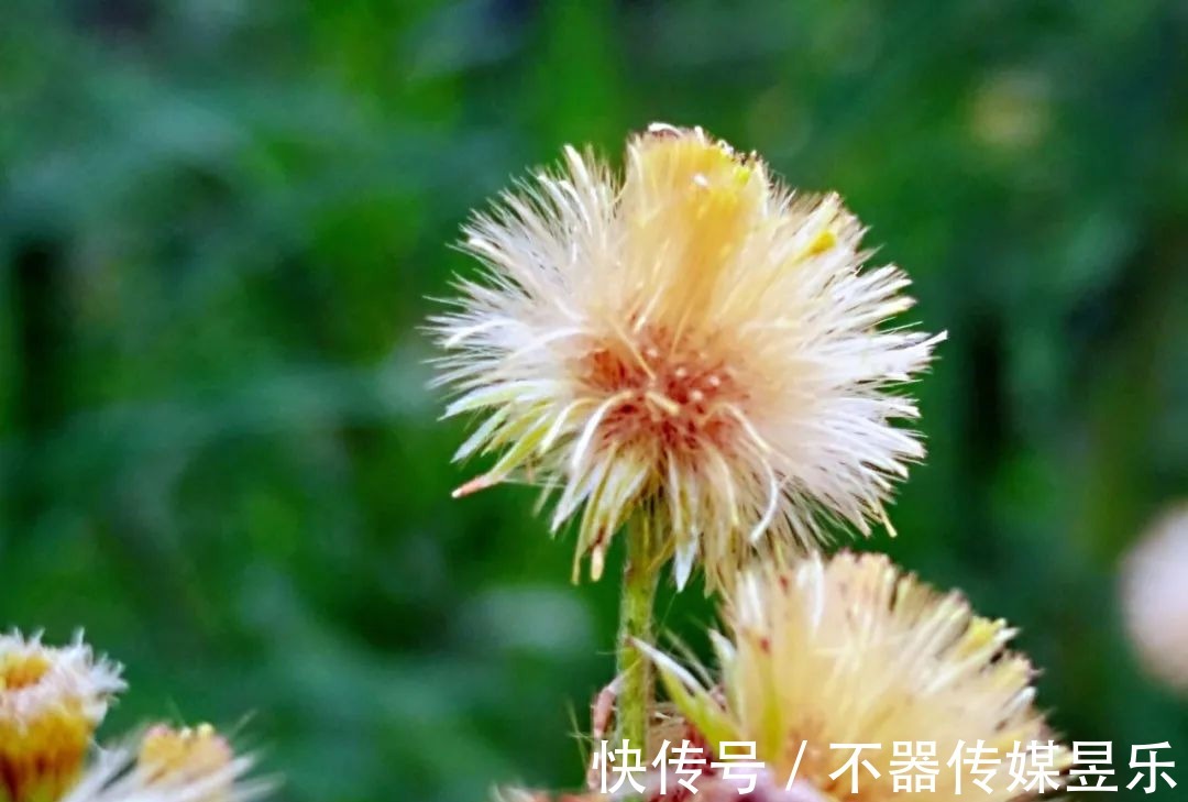 丝瓜花|随笔:人间草木