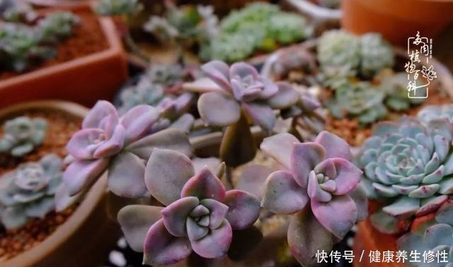 冬季，属于多肉的季节！养多肉的你喜欢冬天吗！