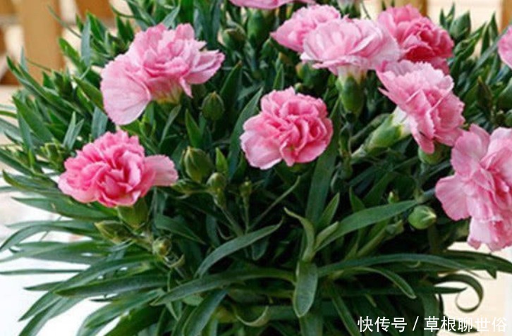 4种花漂亮又好养,比牡丹好看,浇水就疯长,开花爆盆很容易