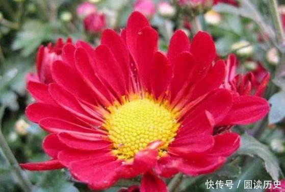 4种花号称贵族花,尊贵大气,开花时如梦如幻