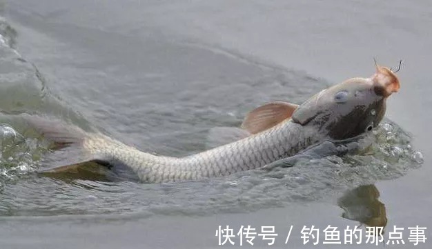 又一“华而不实”的钓具,老钓手从不正眼看,新手却“当做宝”