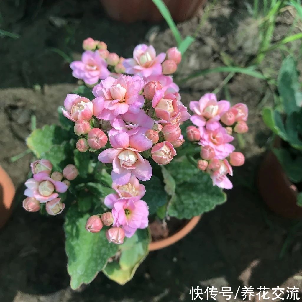 日照|满足短日照的环境,长寿花四季都在开花,神奇的开花型多肉植物