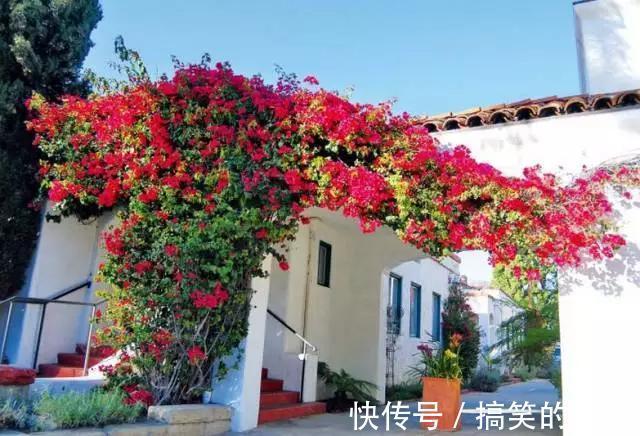 4种花专挑秋天爆盆，养一盆连续爆花3个月，花多花美