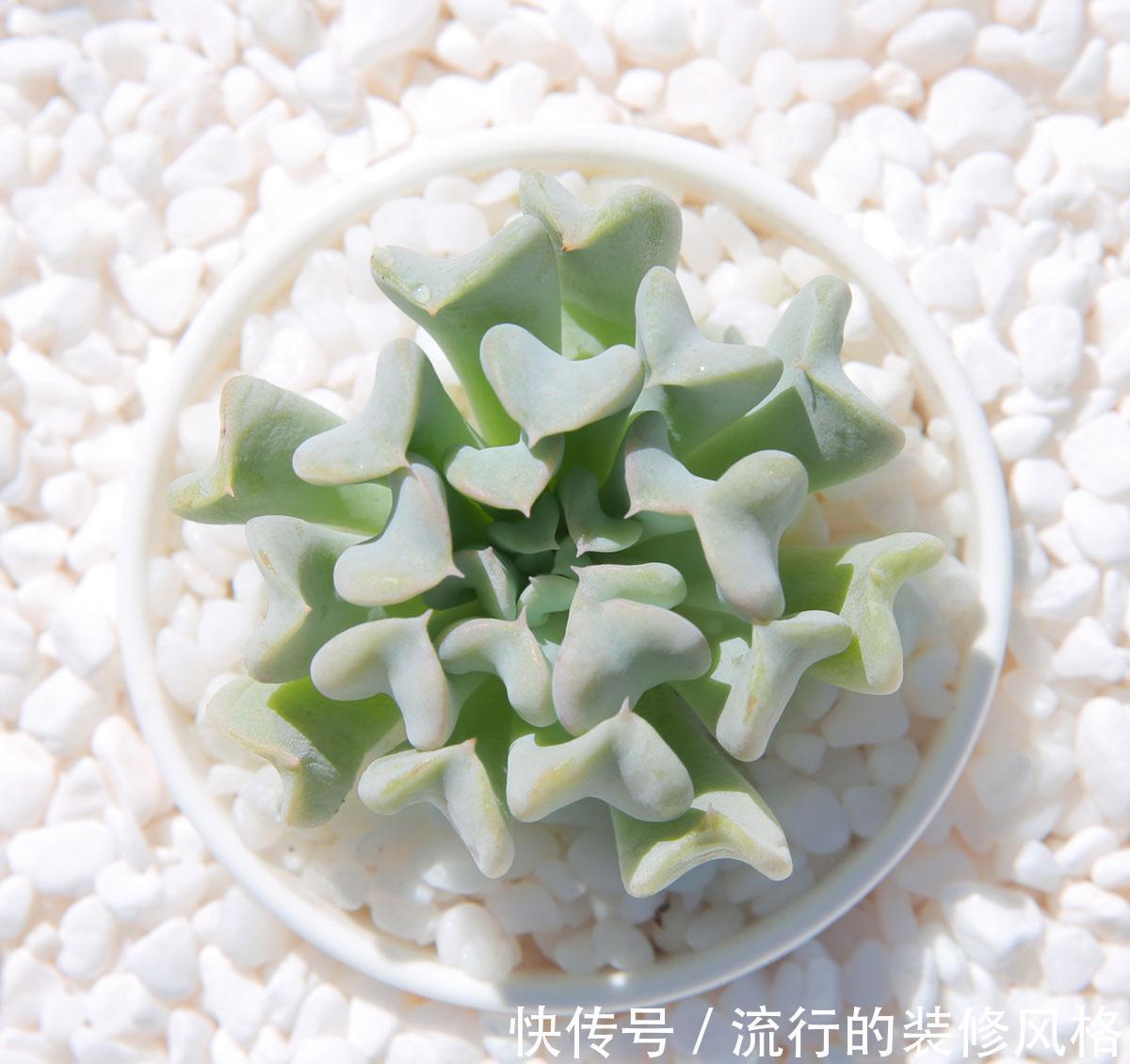 不想肉肉分分钟死给你看,赶紧入手这些皮实好养容易度夏的品种